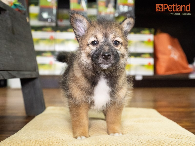 Puppy Breed - Superstar Puppies Raleigh